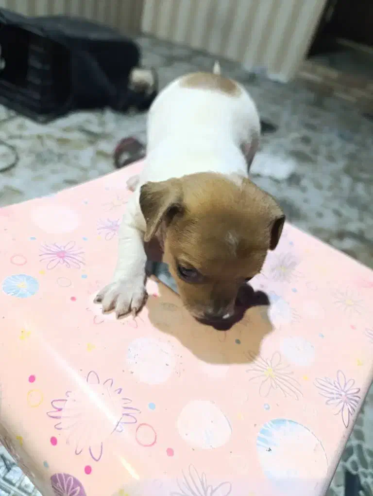 واگذاری توله شی واوا اصل|سگ|زرند, |دیوار