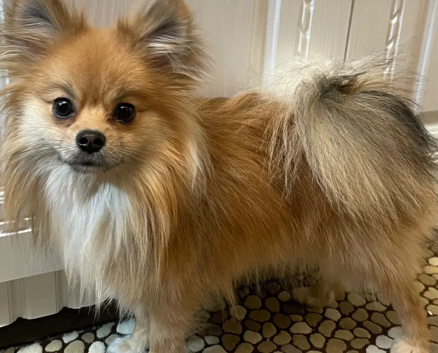 سگ پامرانین و شیتزو|سگ|مشهد, آبکوه|دیوار