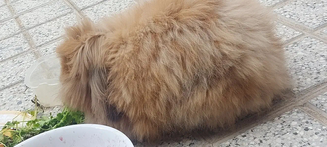 خرگوش لوپ اوکراینی|موش و خرگوش|گلبهار, شهر جدید گلبهار|دیوار