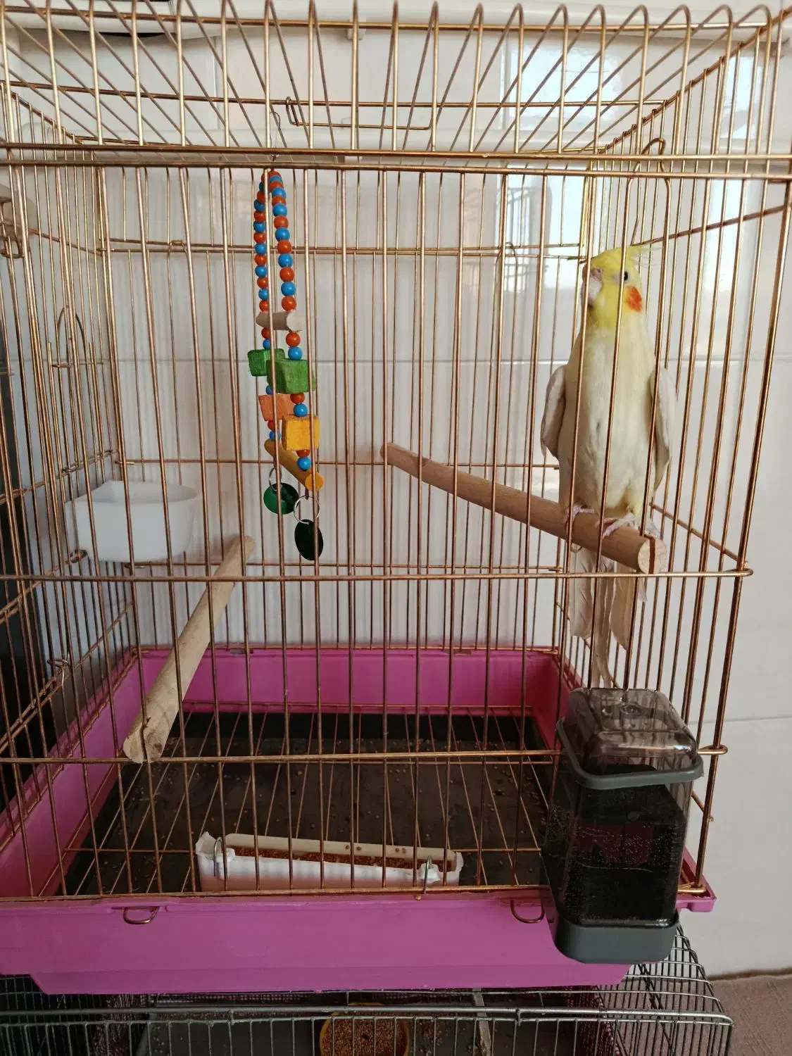 عروس هلندی نر|پرنده|میانه, |دیوار