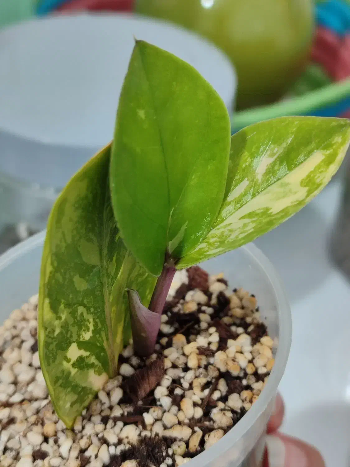 زامو ابلق خاص|گل و گیاه طبیعی|بندر ماهشهر, |دیوار