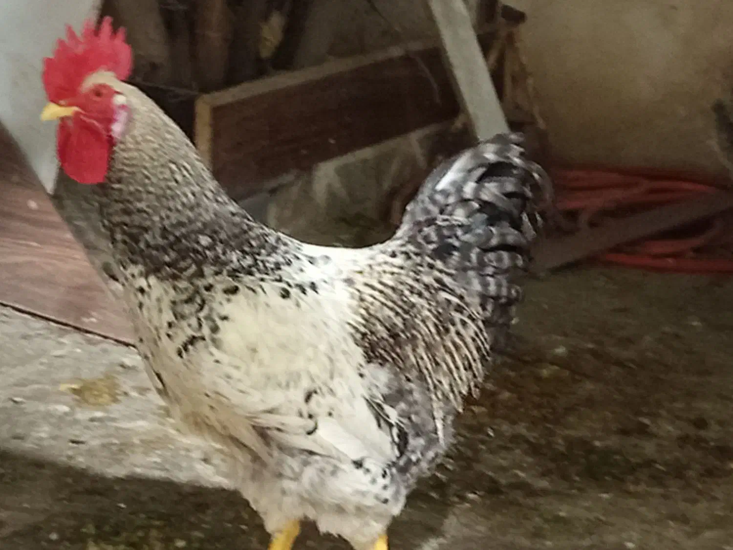 معاوضه خروس جوان درشت بزرگ|حیوانات مزرعه|مشهد, قائم|دیوار