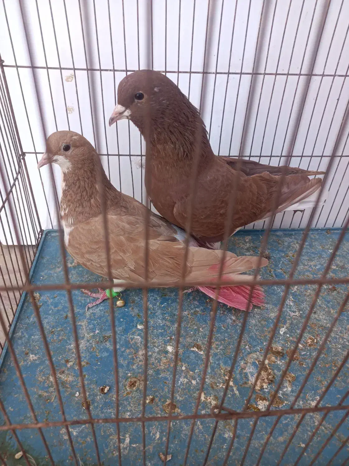 جفت شهری سرخ و زرد|پرنده|شیراز, محمدیه|دیوار