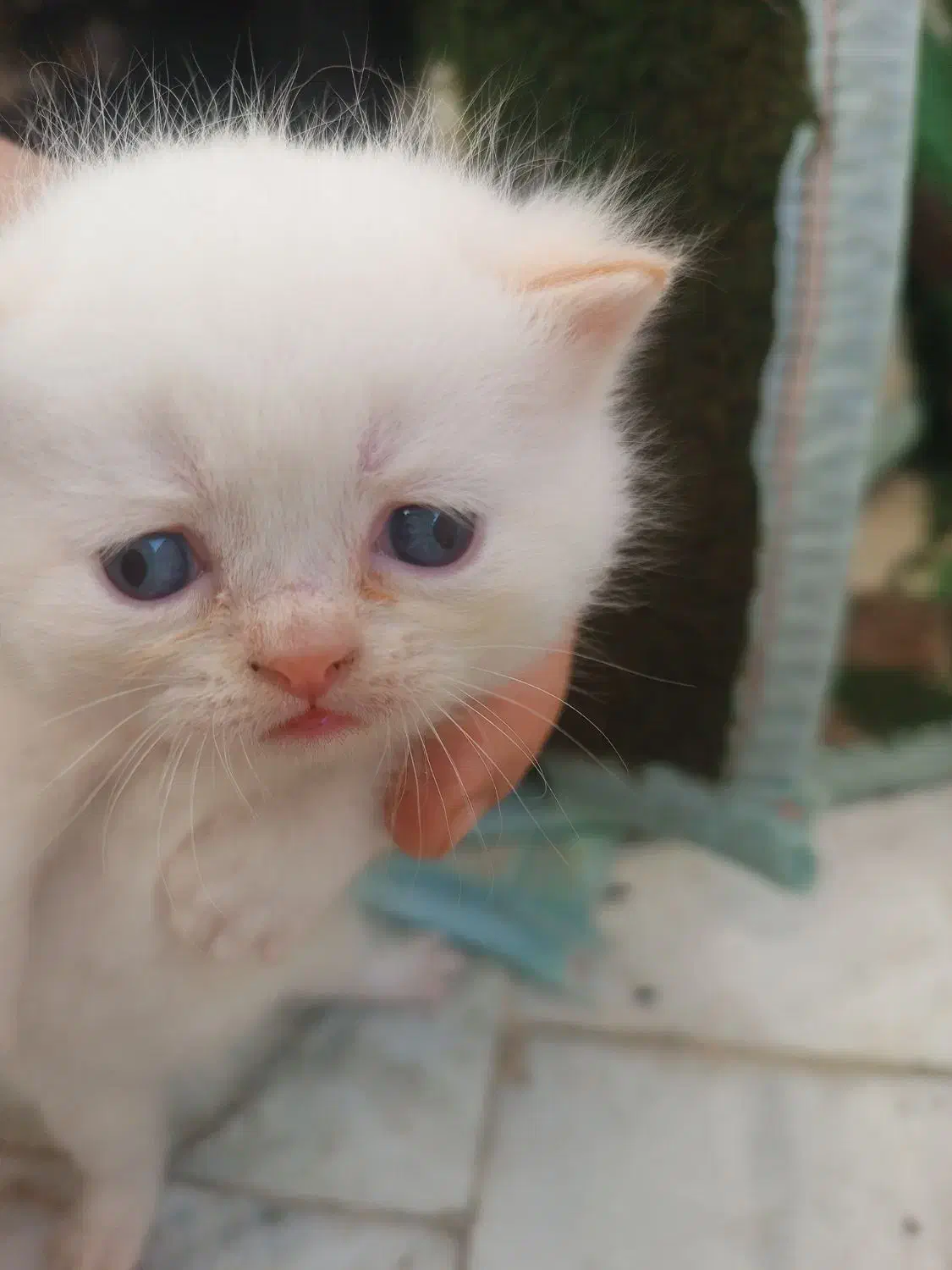 گربه|گربه|گرگان, |دیوار