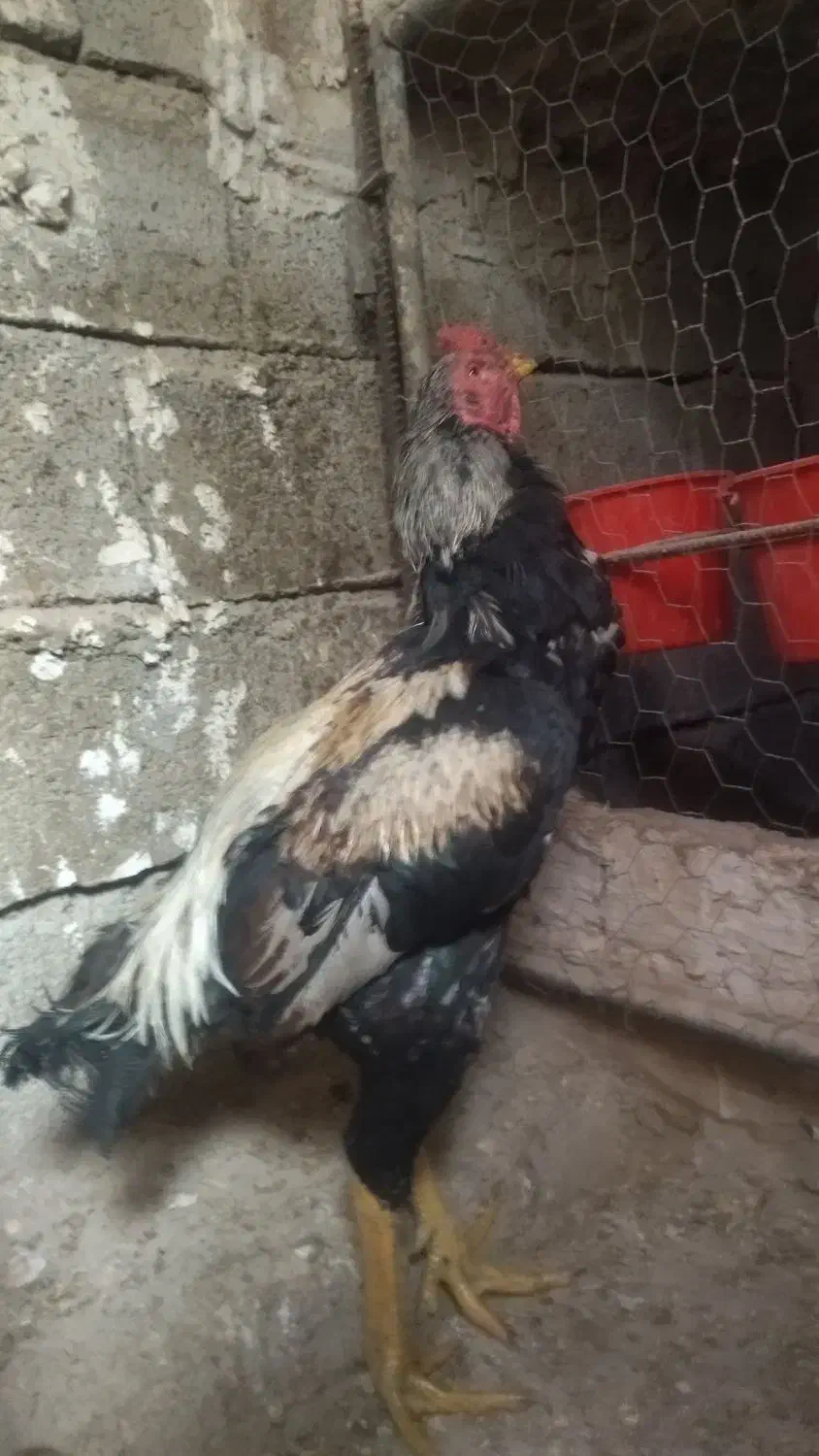 ۵ عدد خروس و ۱ عدد مرغ لاری|حیوانات مزرعه|مشگین شهر, |دیوار