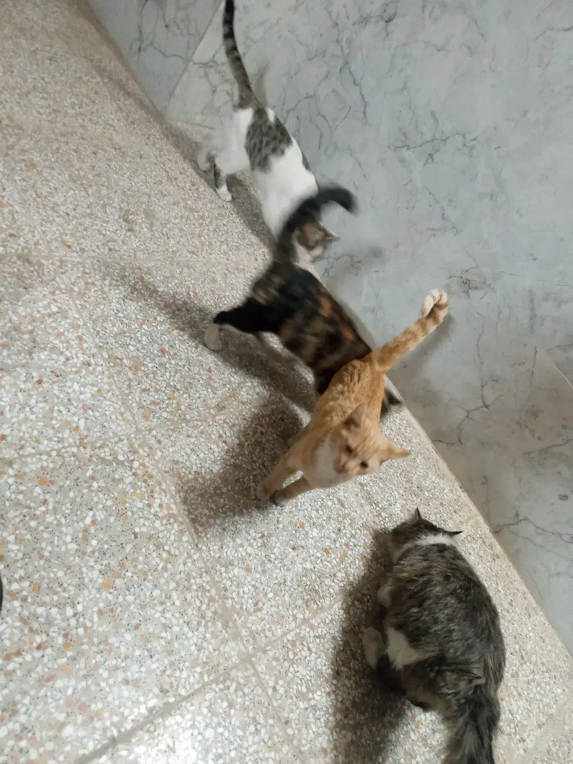 گربه فروشی|گربه|پیر بکران, |دیوار