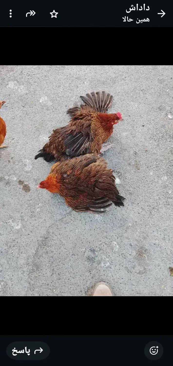 مرغ|حیوانات مزرعه|خاش, |دیوار