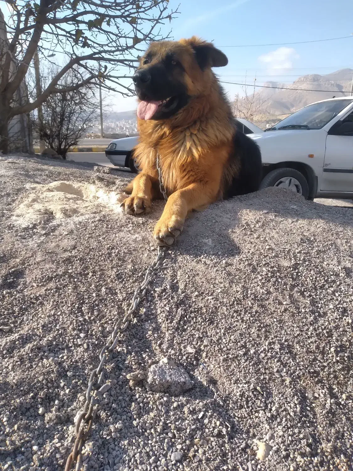 سک نگهبان|سگ|ایلام, |دیوار