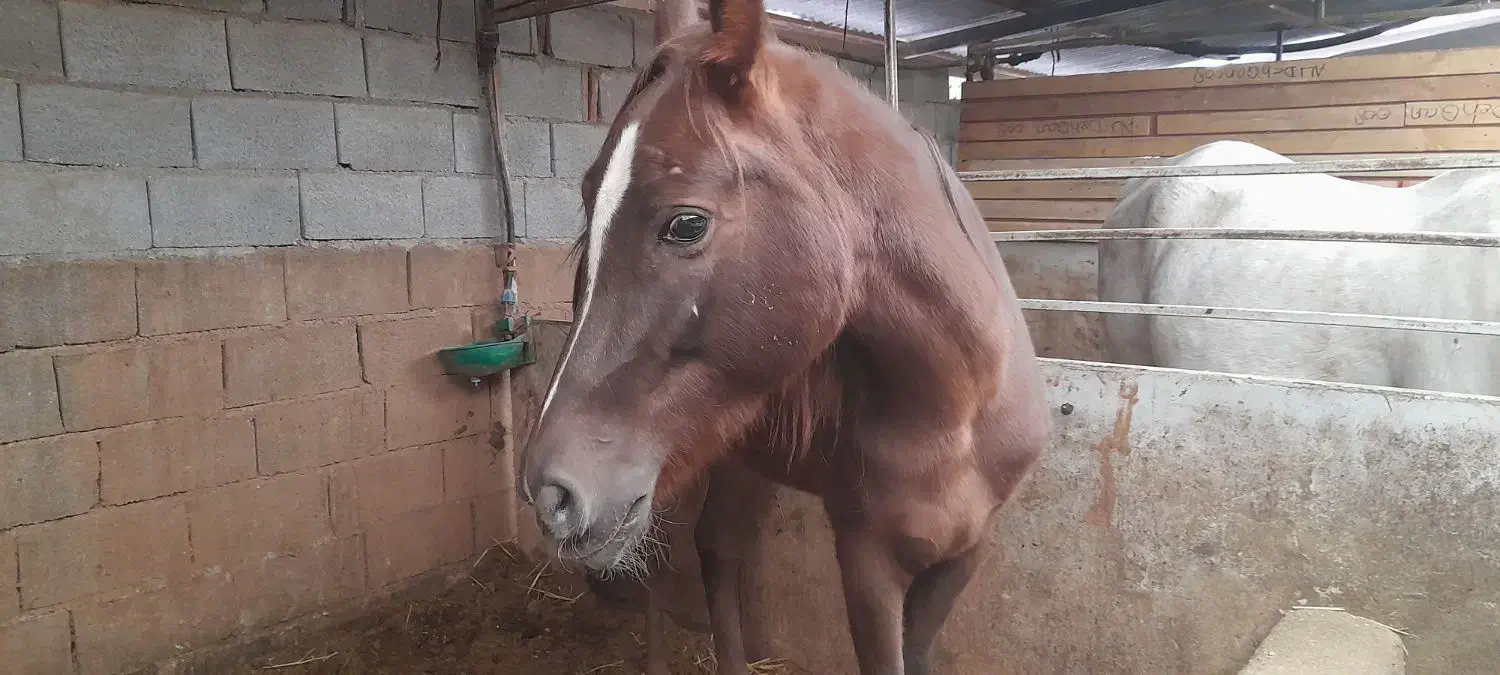 مادیون عرب درشور|اسب و تجهیزات اسب‌سواری|شیراز, قلات|دیوار