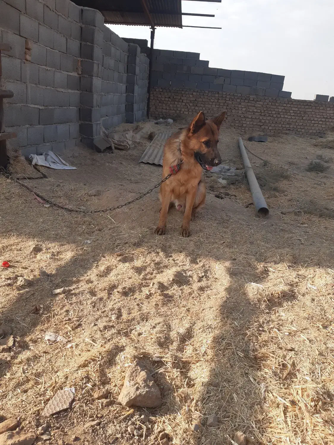 سگ ژرمن|سگ|شریف‌آباد, |دیوار