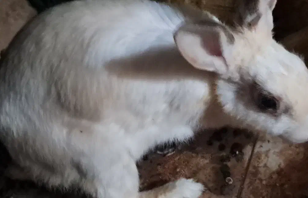 خرگوش|موش و خرگوش|کرمانشاه, |دیوار