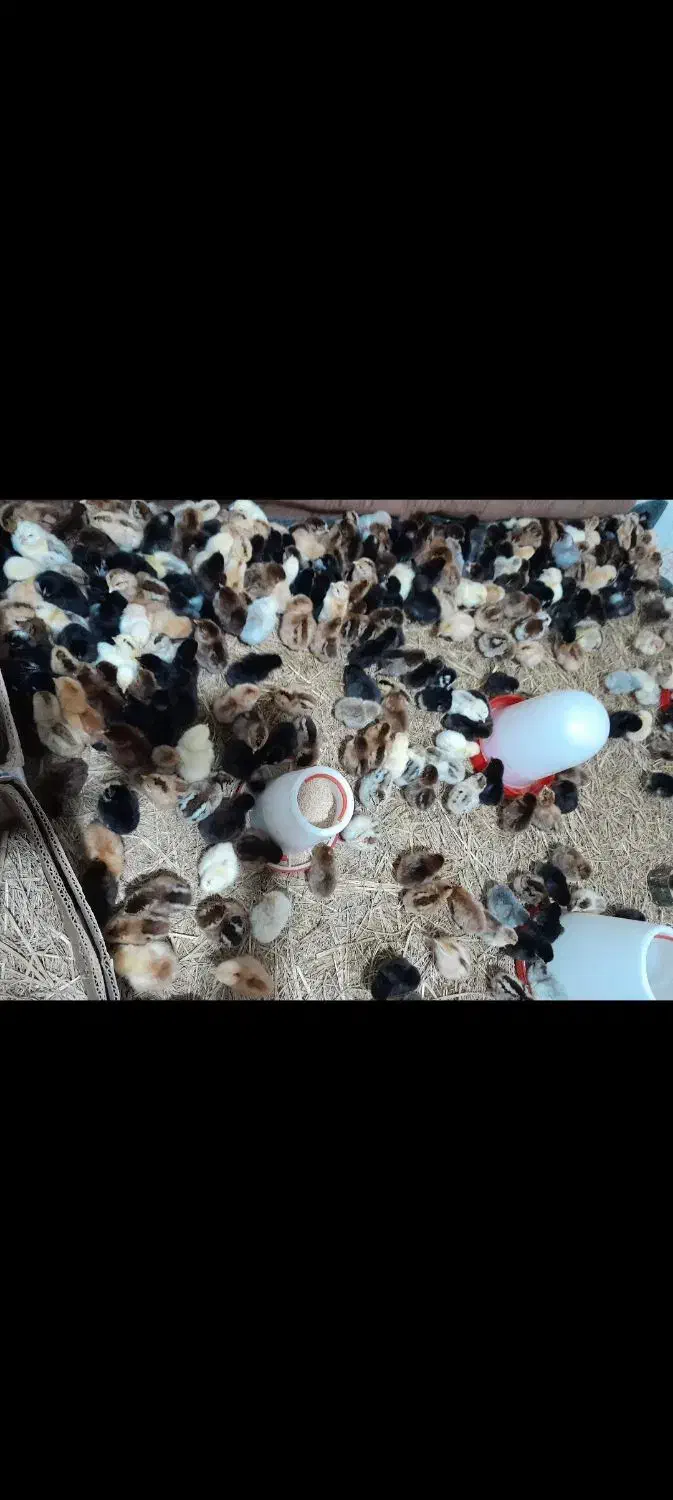 جوجه محلی وجوجه غاز محلی ۳روزه|حیوانات مزرعه|گلوگاه بابل (گلیا), |دیوار