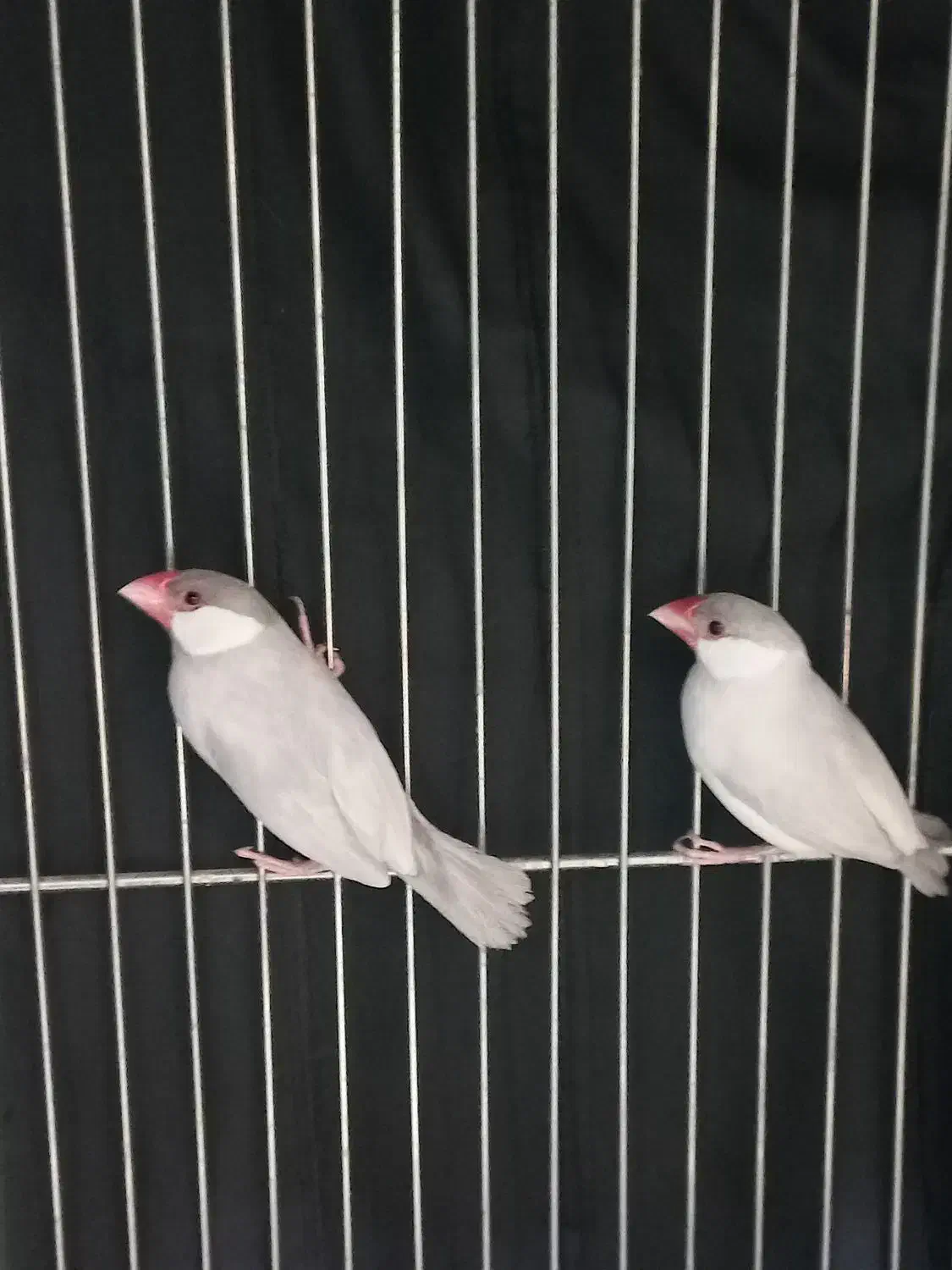 فنچ جغدی، نفچ نرگسی|پرنده|اصفهان, وحید|دیوار