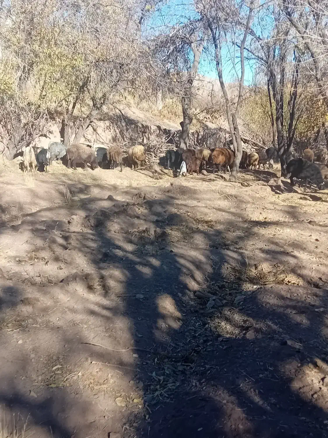 فروش میش و بز|حیوانات مزرعه|تفت, |دیوار