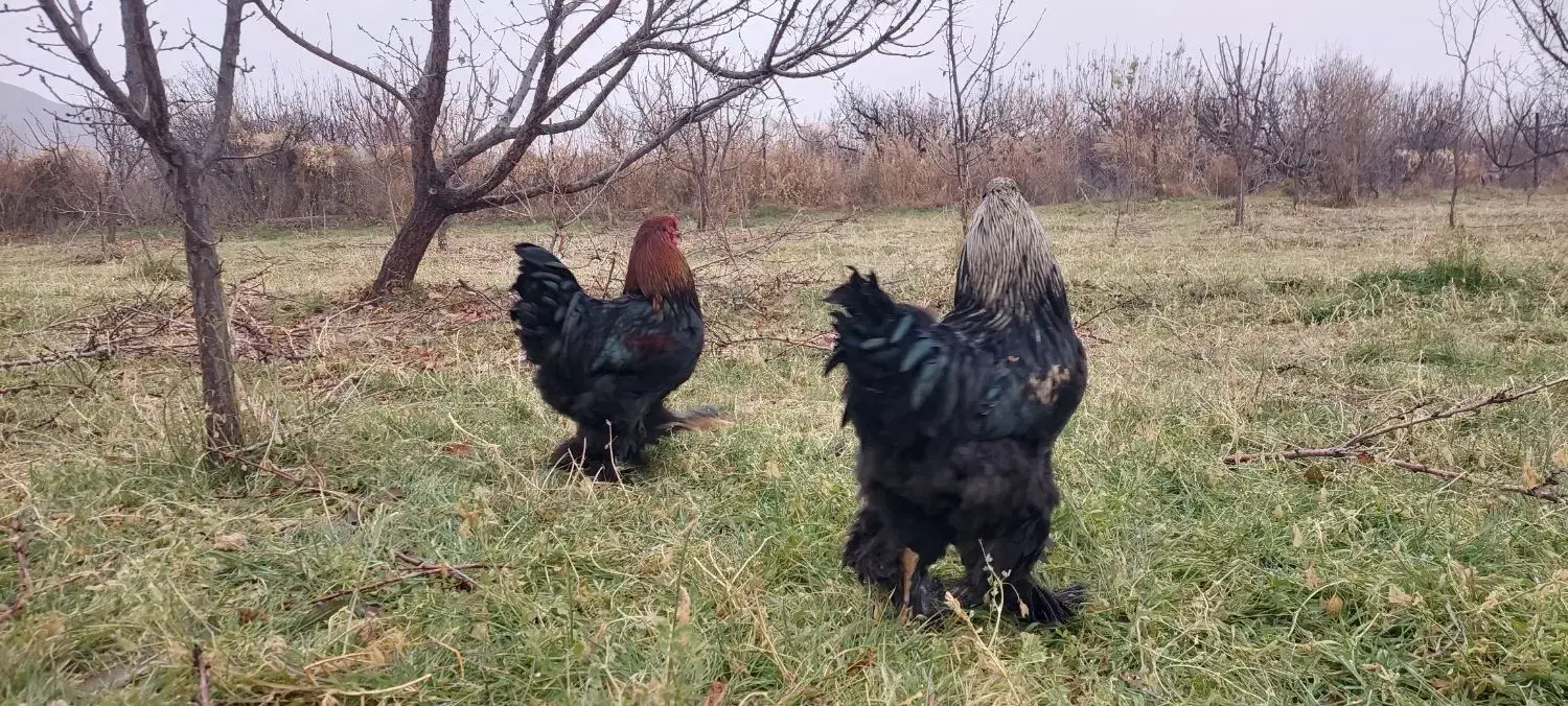 خروس برهما|حیوانات مزرعه|جلفا, |دیوار