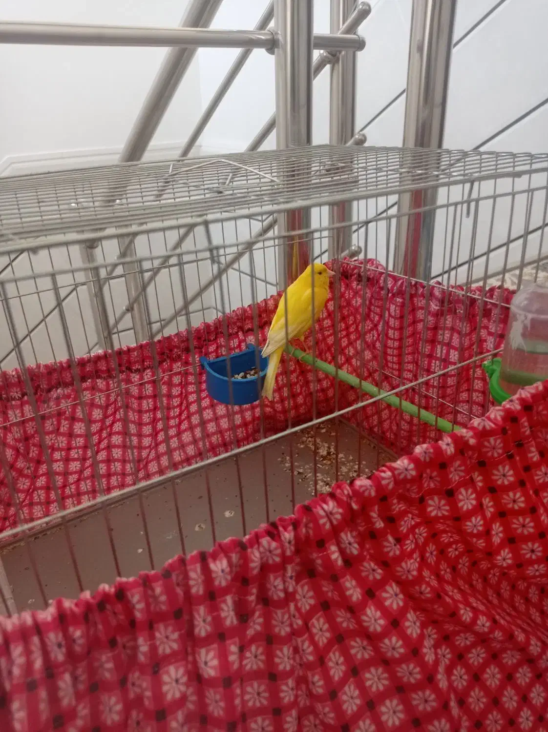 قناری نر|پرنده|بروجرد, |دیوار