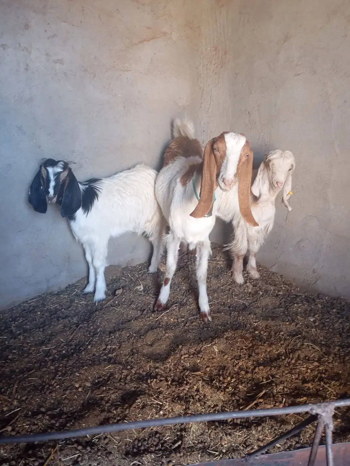 یک عددکولاربزغاله آبستن.بادوتابزغاله نروماده|حیوانات مزرعه|شهرآباد, |دیوار