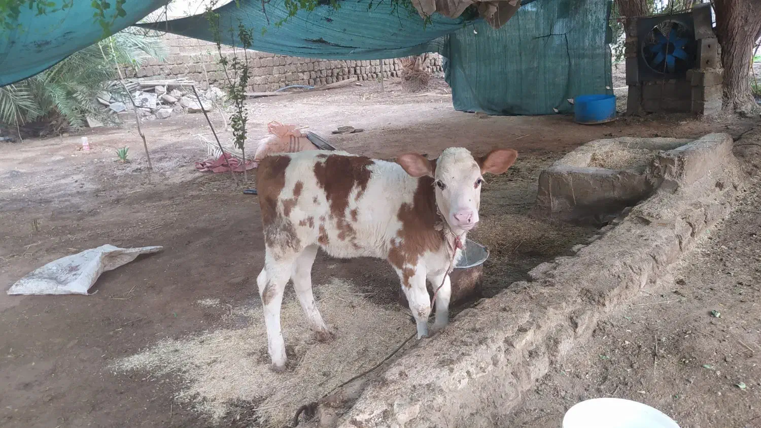 گاووگوساله سیمنتال|حیوانات مزرعه|باوی, |دیوار