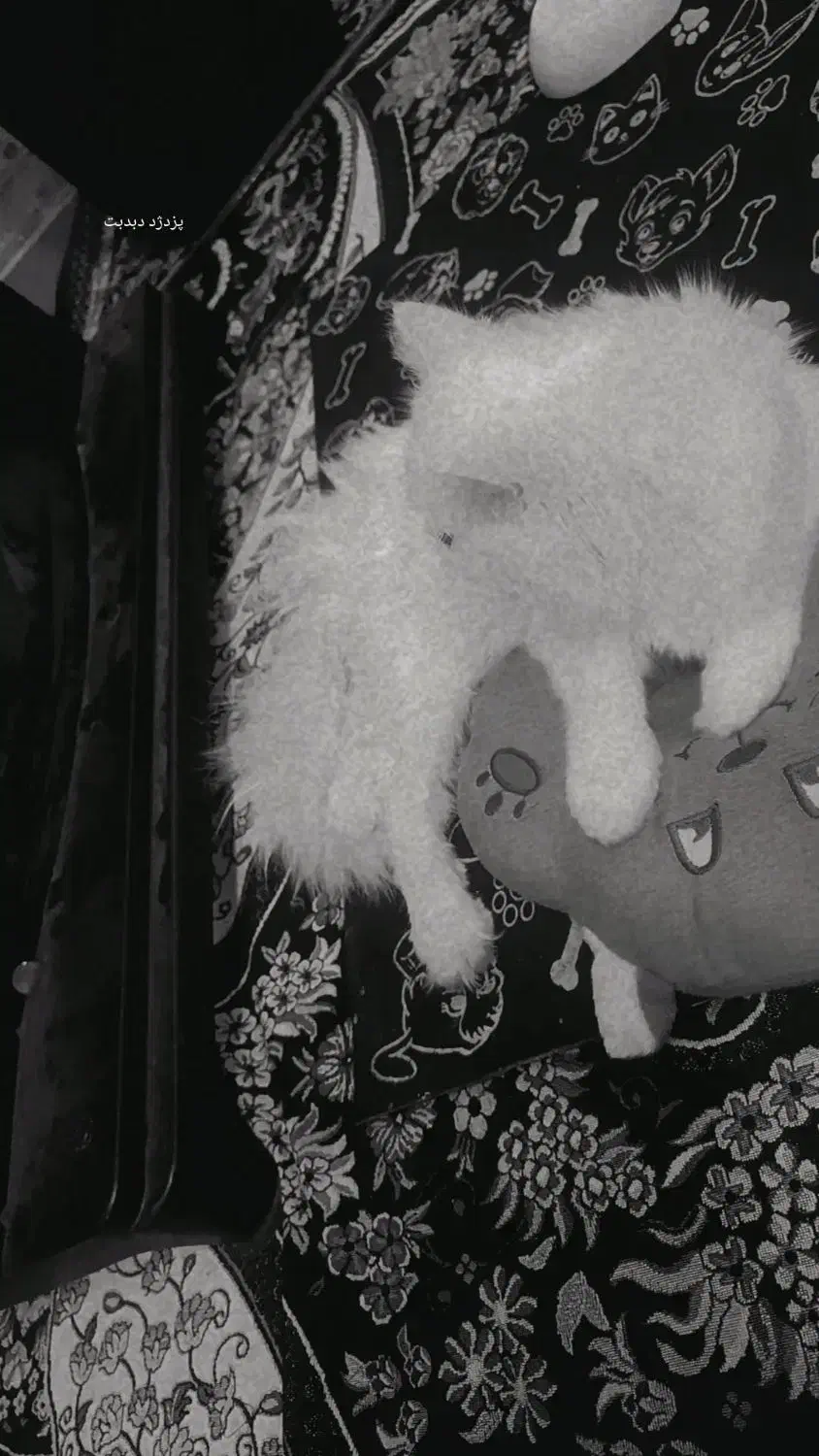 گربه تربیت شده|گربه|ایرانشهر, |دیوار