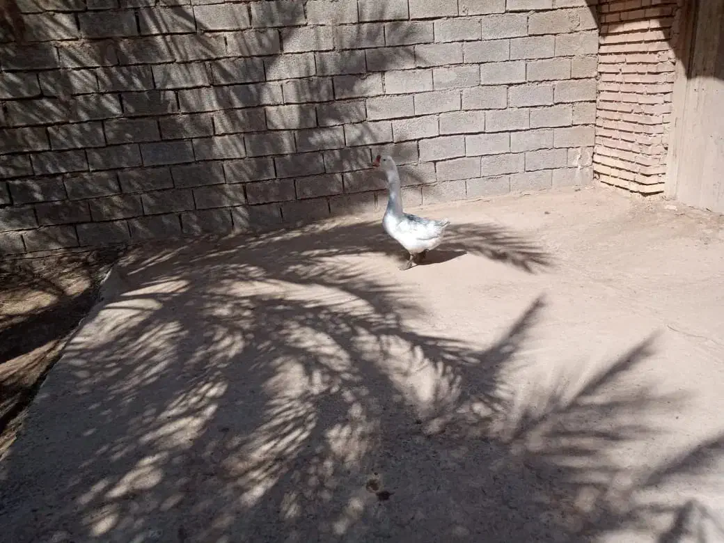 چویبده|حیوانات مزرعه|آبادان, |دیوار