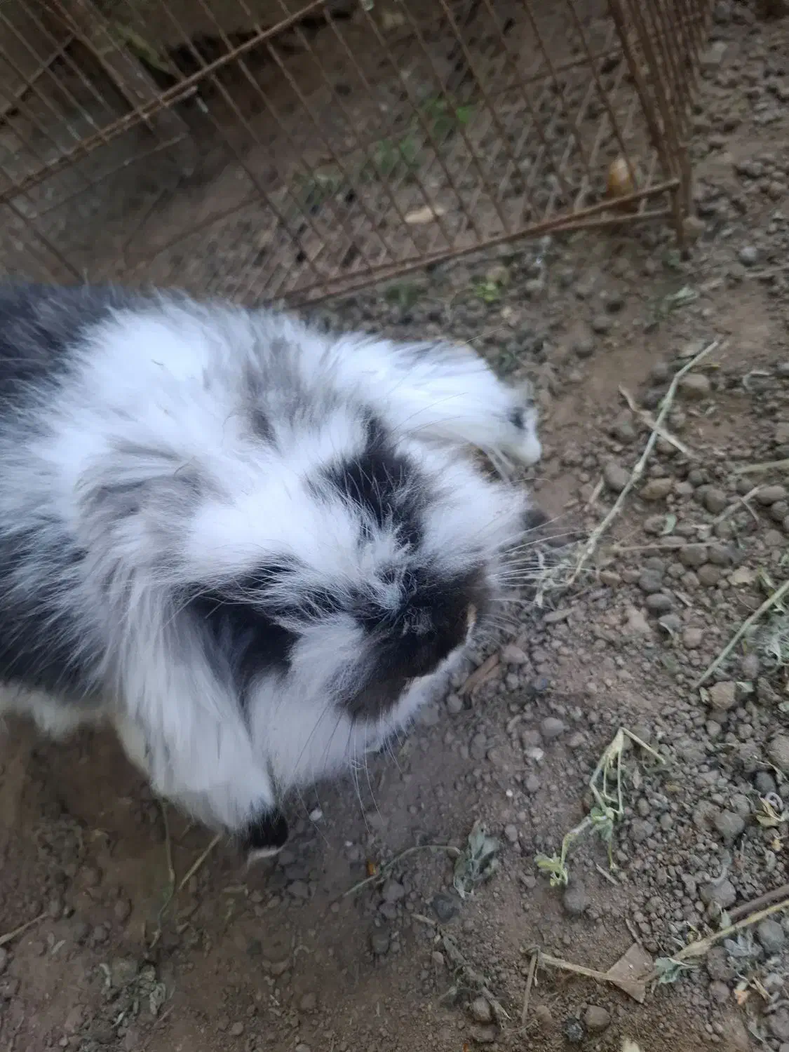 خرگوش مینی لوپ بالغ|موش و خرگوش|لشت نشا, |دیوار