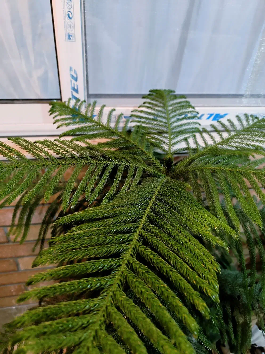 کاج مطبق یک و نیم متر|گل و گیاه طبیعی|ابریشم, |دیوار