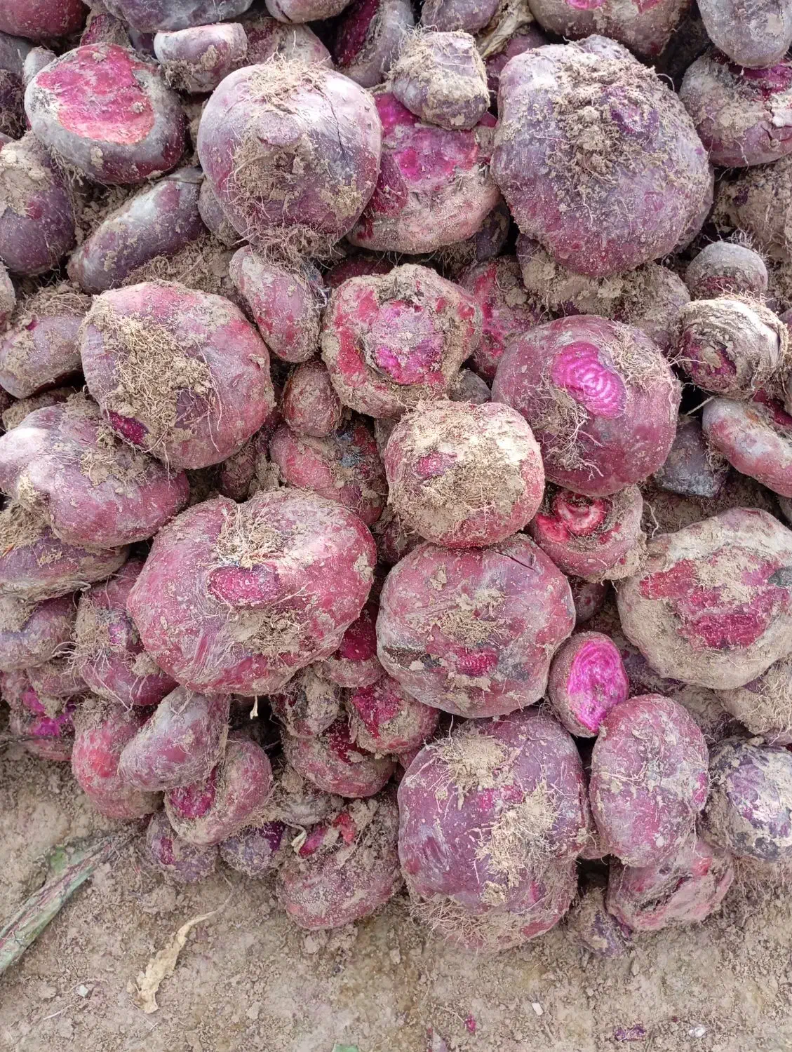 لبو شاهین تپه|خوردنی و آشامیدنی|دشتابی, |دیوار