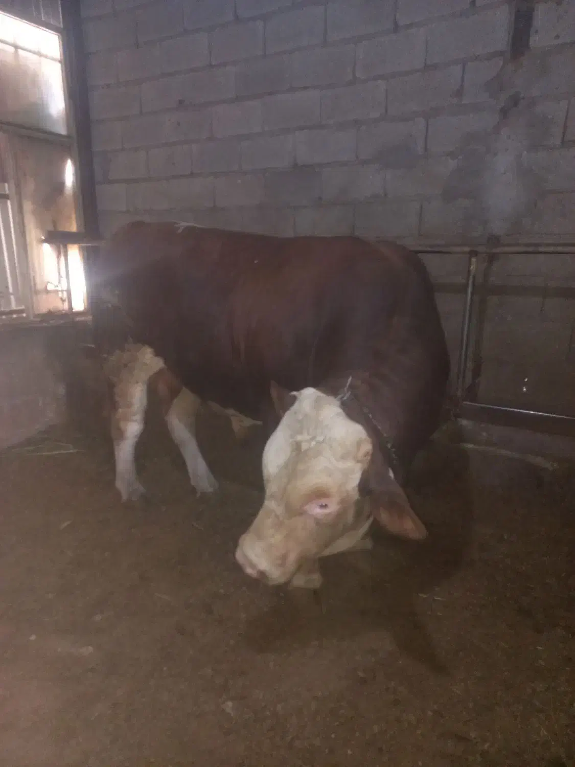 خریدوفروش گاو  گوشتی وگوساله|حیوانات مزرعه|تبریز, |دیوار