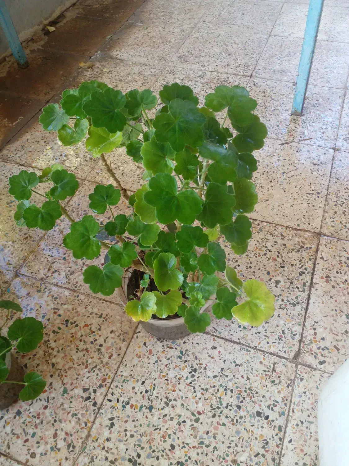 گل طبیعی ۵۰عدد|گل و گیاه طبیعی|جیرفت, |دیوار