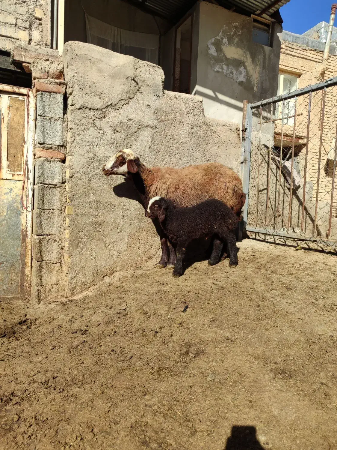 میش وبره افشاری|حیوانات مزرعه|زالیان, |دیوار