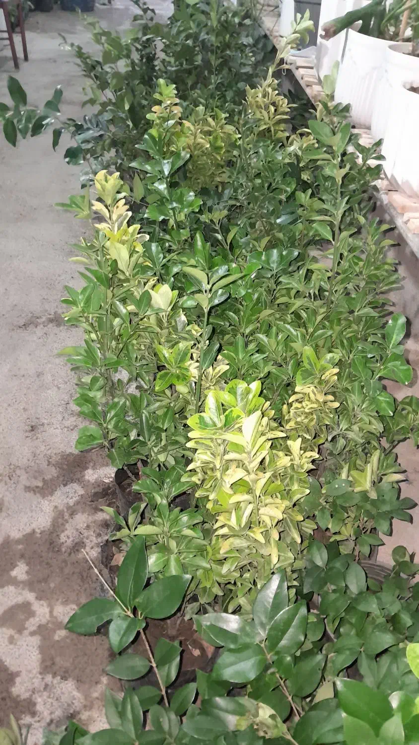 فروش سرو های توپی وخمره ای|خدمات باغبانی و درختکاری|مشهد مرغاب, |دیوار