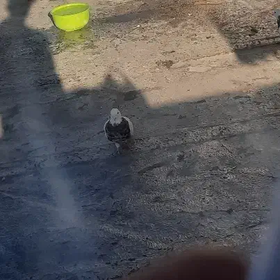 طوقی گمشده|پرنده|گیان, |دیوار