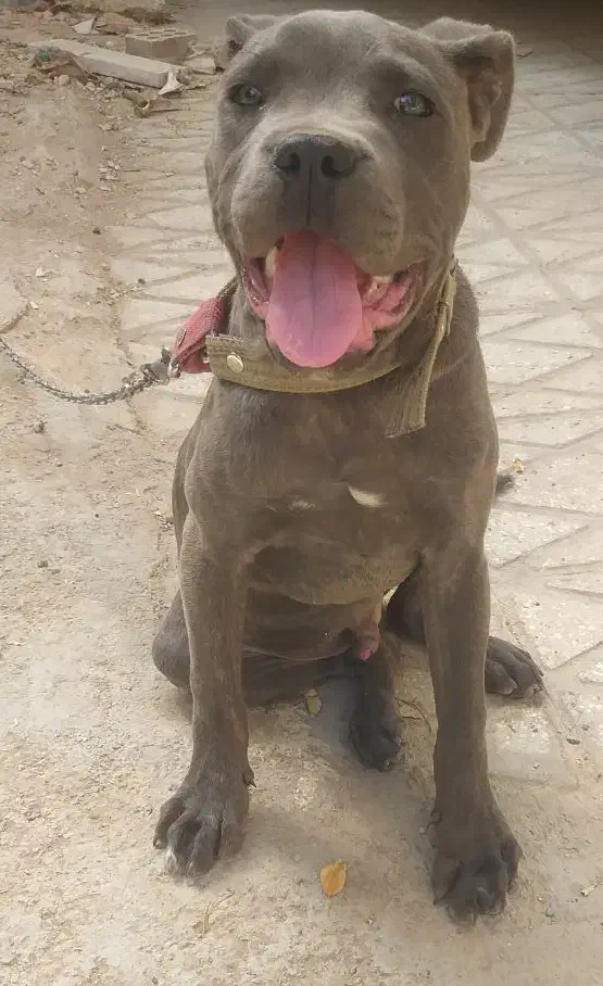 کنکورسو اصیل|سگ|نوشهر, |دیوار