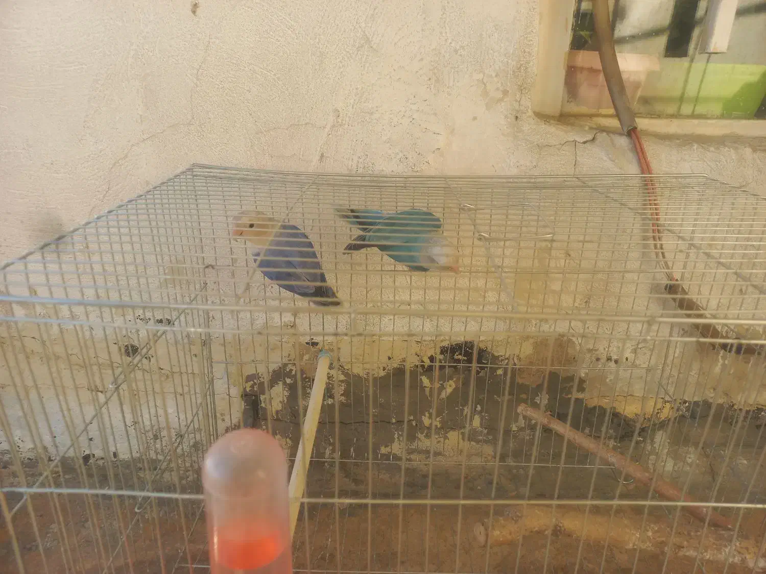 طوطی برزیلی|پرنده|مریوان, |دیوار