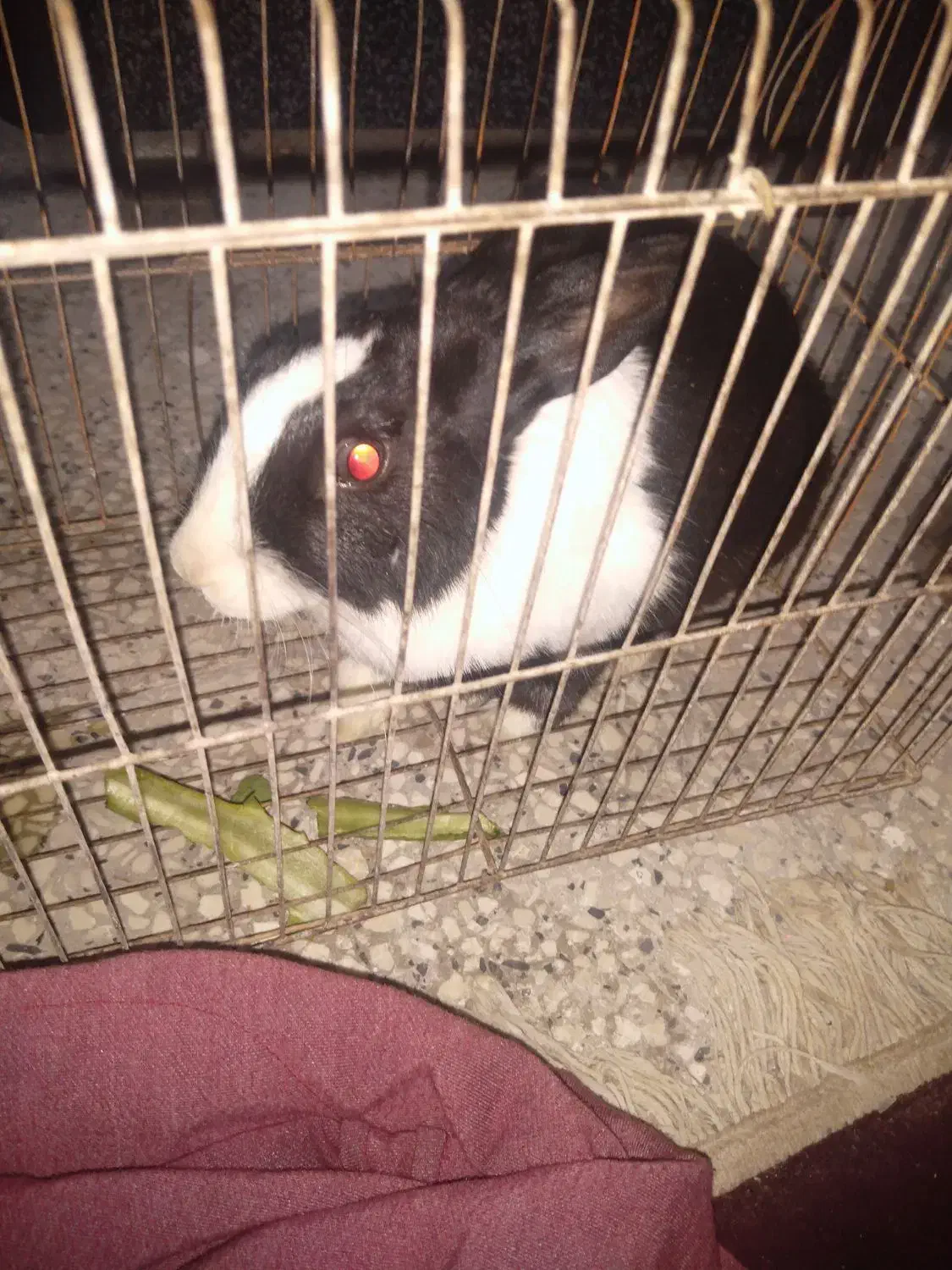 فروش خرگوش|موش و خرگوش|شیراز, فرودگاه شهید دستغیب شیراز|دیوار