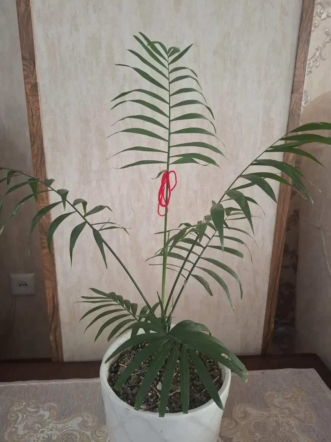 گل های آپارتمانی کاملاسالم فروشی|گل و گیاه طبیعی|کرج, شاهین‌ویلا|دیوار