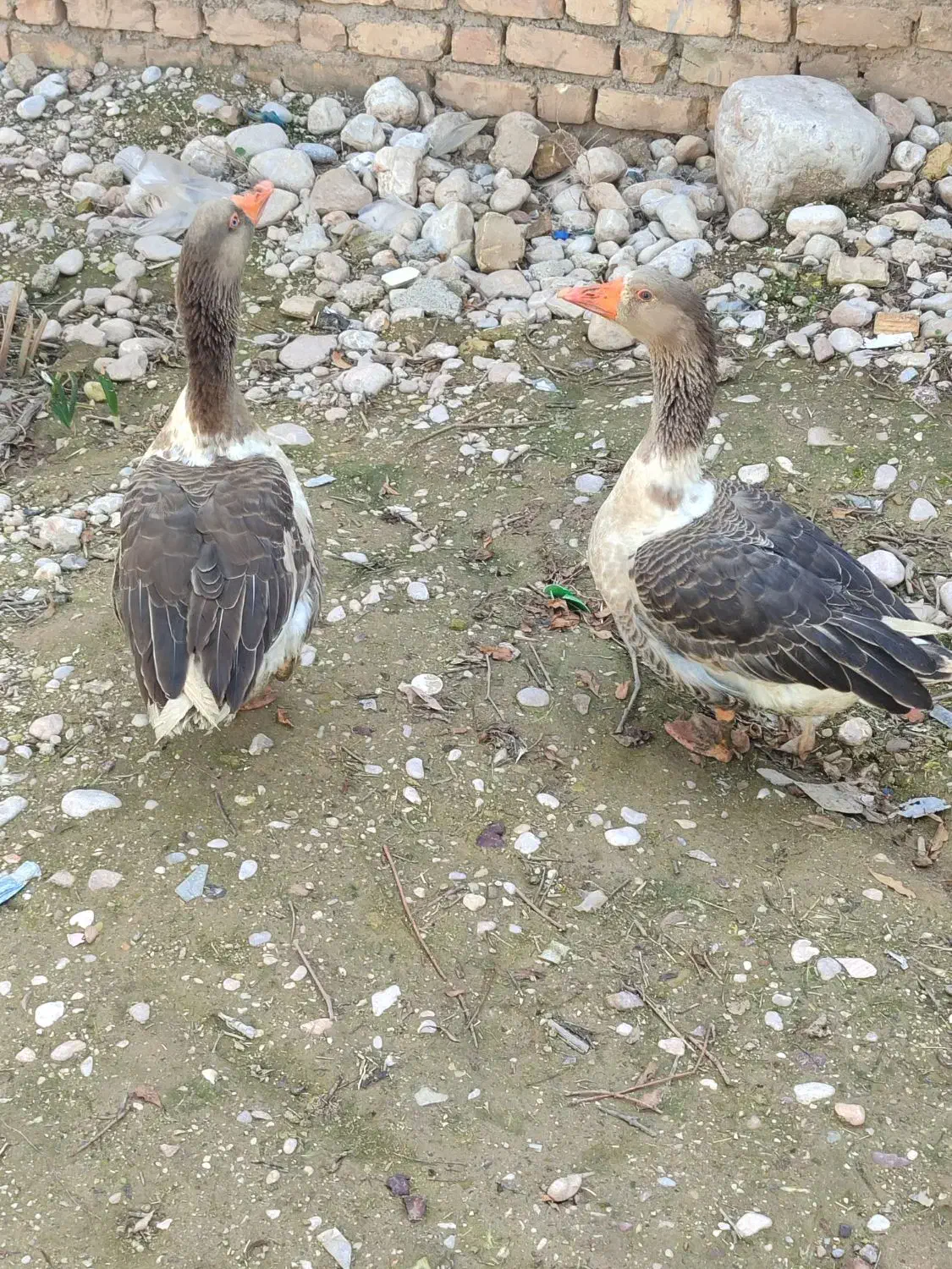 فروش غاز|حیوانات مزرعه|داراب, |دیوار