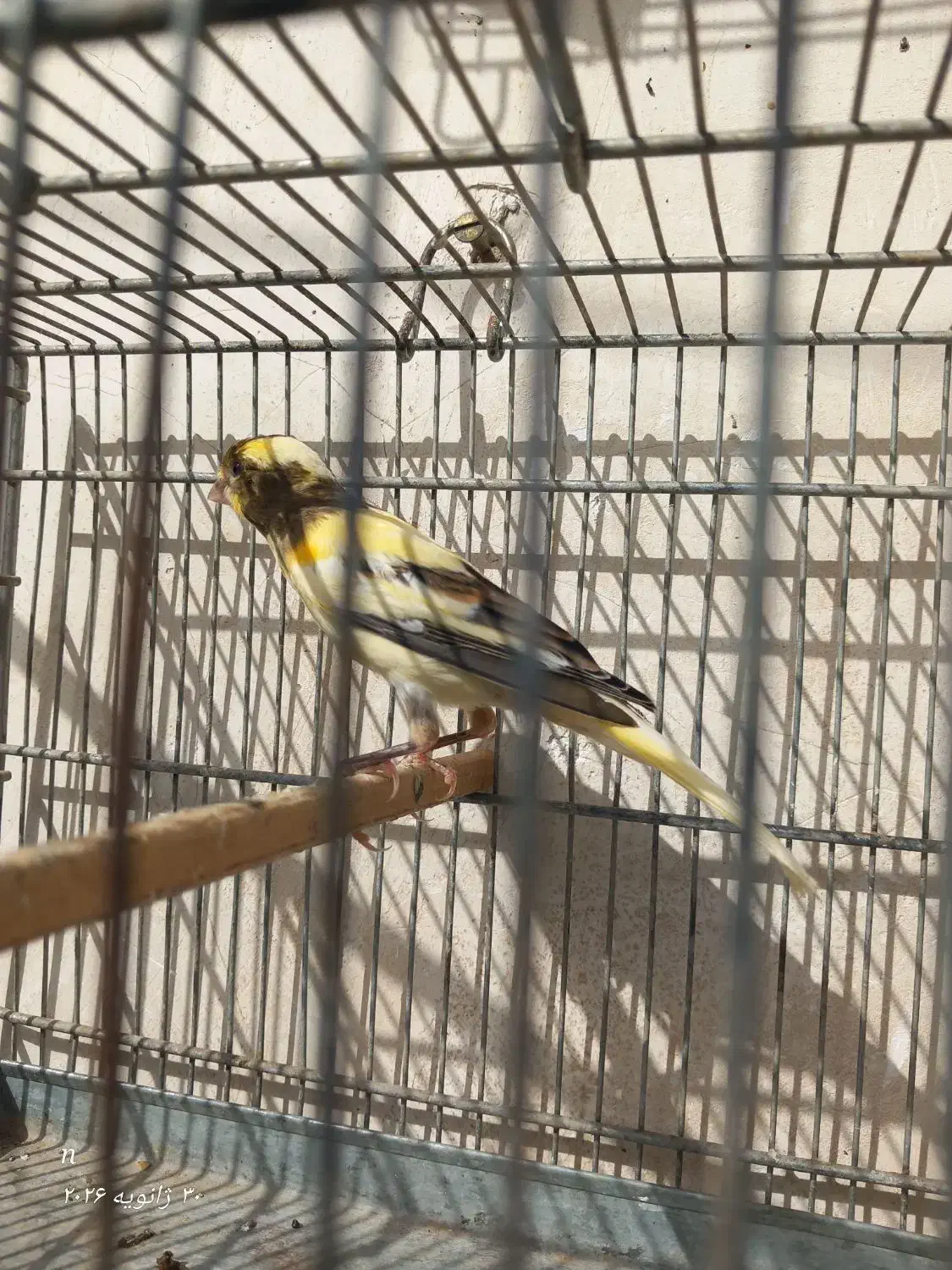 قناری نر|پرنده|مسجد سلیمان, |دیوار