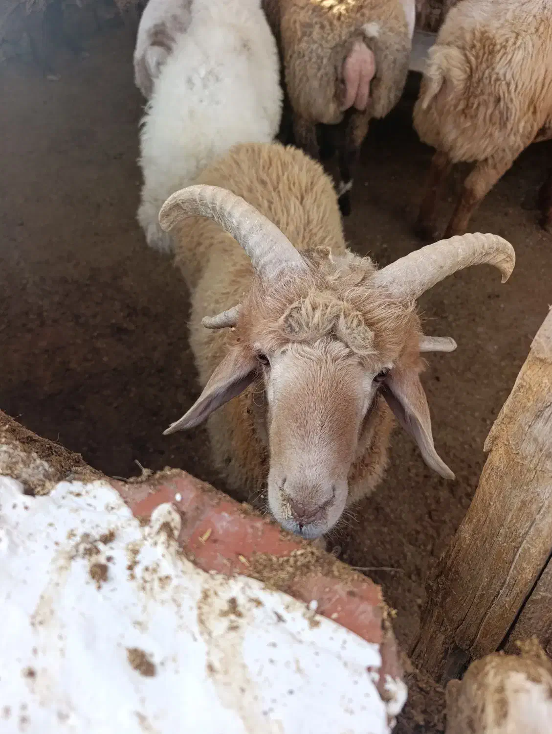 بره گوشتی و پرواری|حیوانات مزرعه|بجنورد, |دیوار