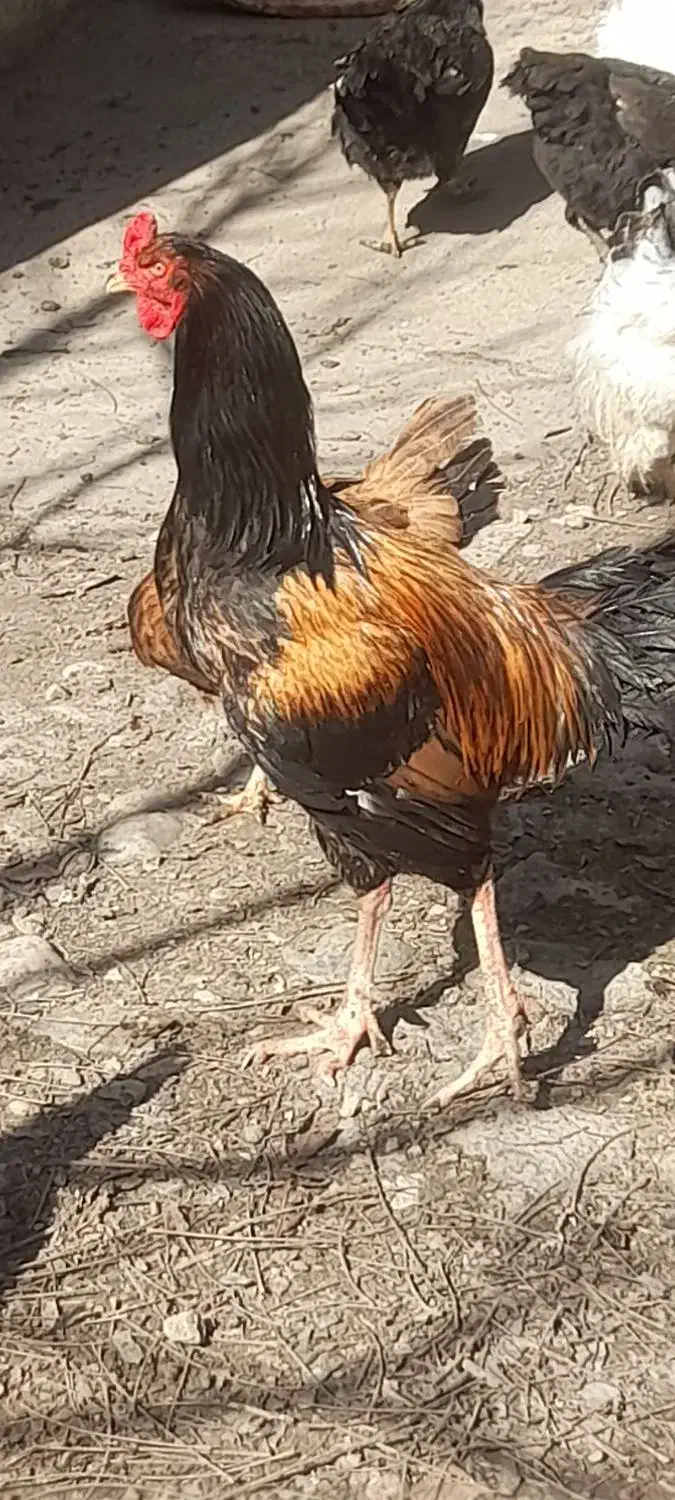 خروس دورگه|حیوانات مزرعه|مینودشت, |دیوار