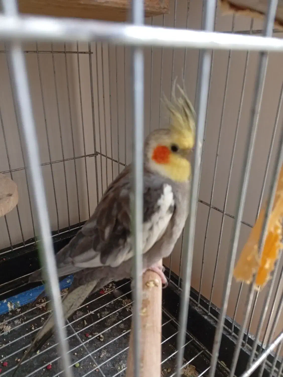 عروس هلندی سخنگو|پرنده|پرند, فاز ۶|دیوار