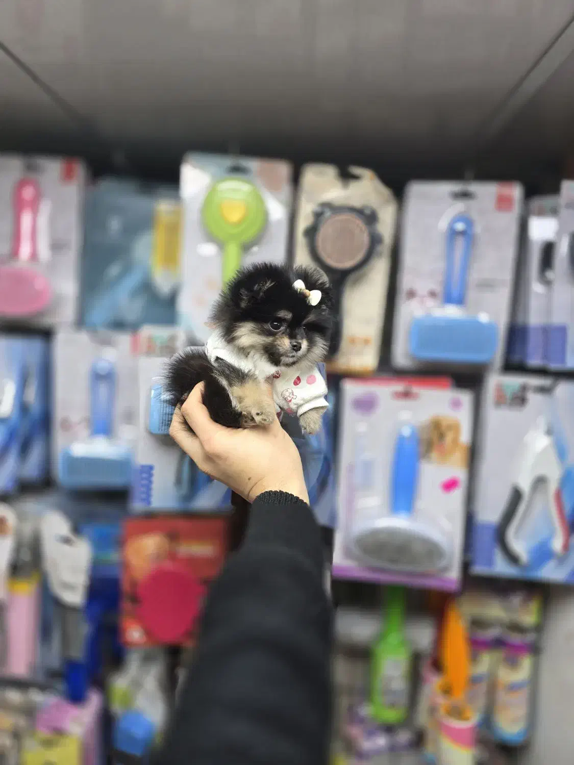 سگ پامرانین میکروسایز|سگ|کرج, شهرک بنفشه|دیوار