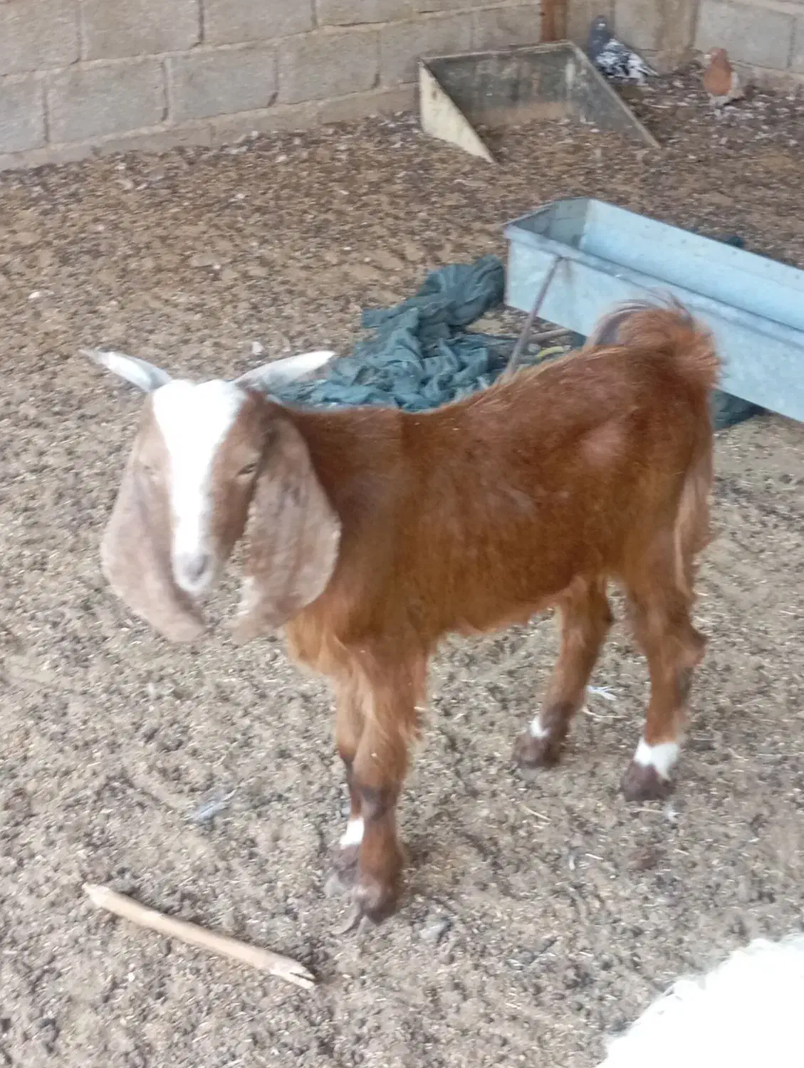 پازن کهره. نر|حیوانات مزرعه|سعدآباد, |دیوار