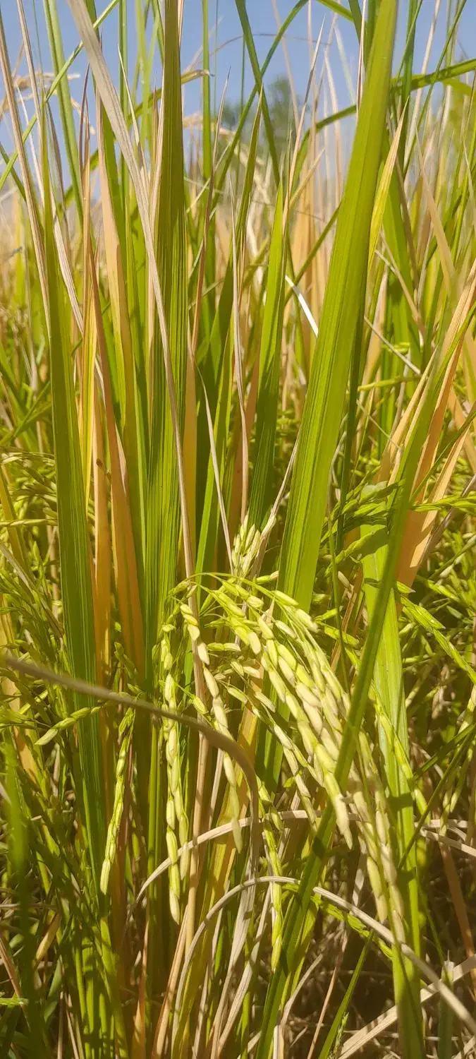 برنج چمپا اصل پاتوو|خوردنی و آشامیدنی|لردگان, |دیوار