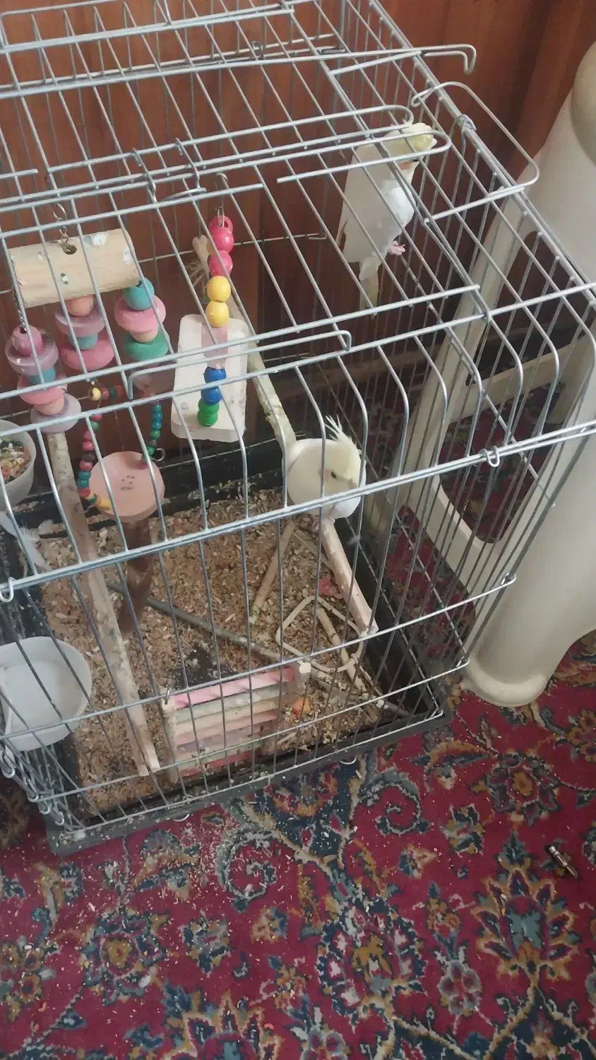 عروس هلندی زعفرانی|پرنده|فردیس, قریشی|دیوار