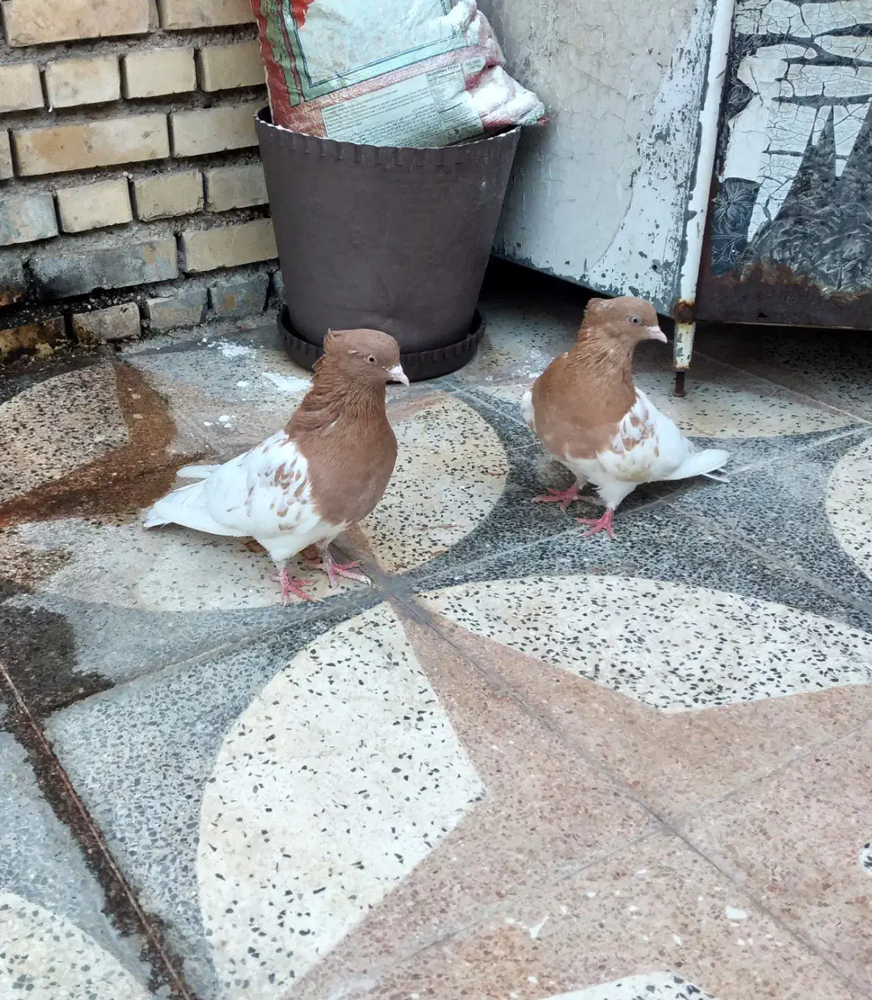 کله پرتقالی|پرنده|شوشتر, |دیوار