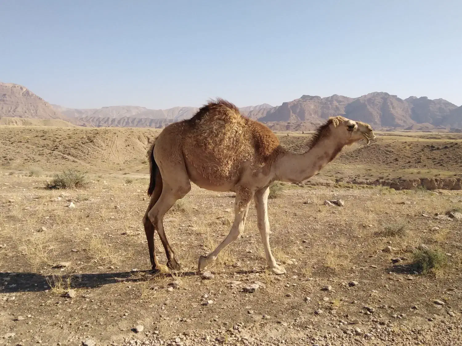 فروش شتر|حیوانات مزرعه|خور (فارس), |دیوار