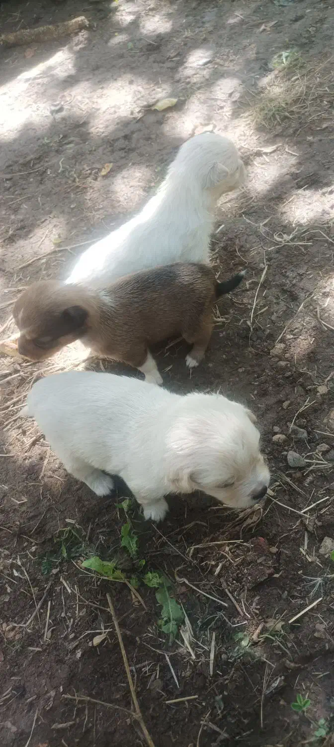 سگ پاکوتاه|سگ|نهاوند, |دیوار