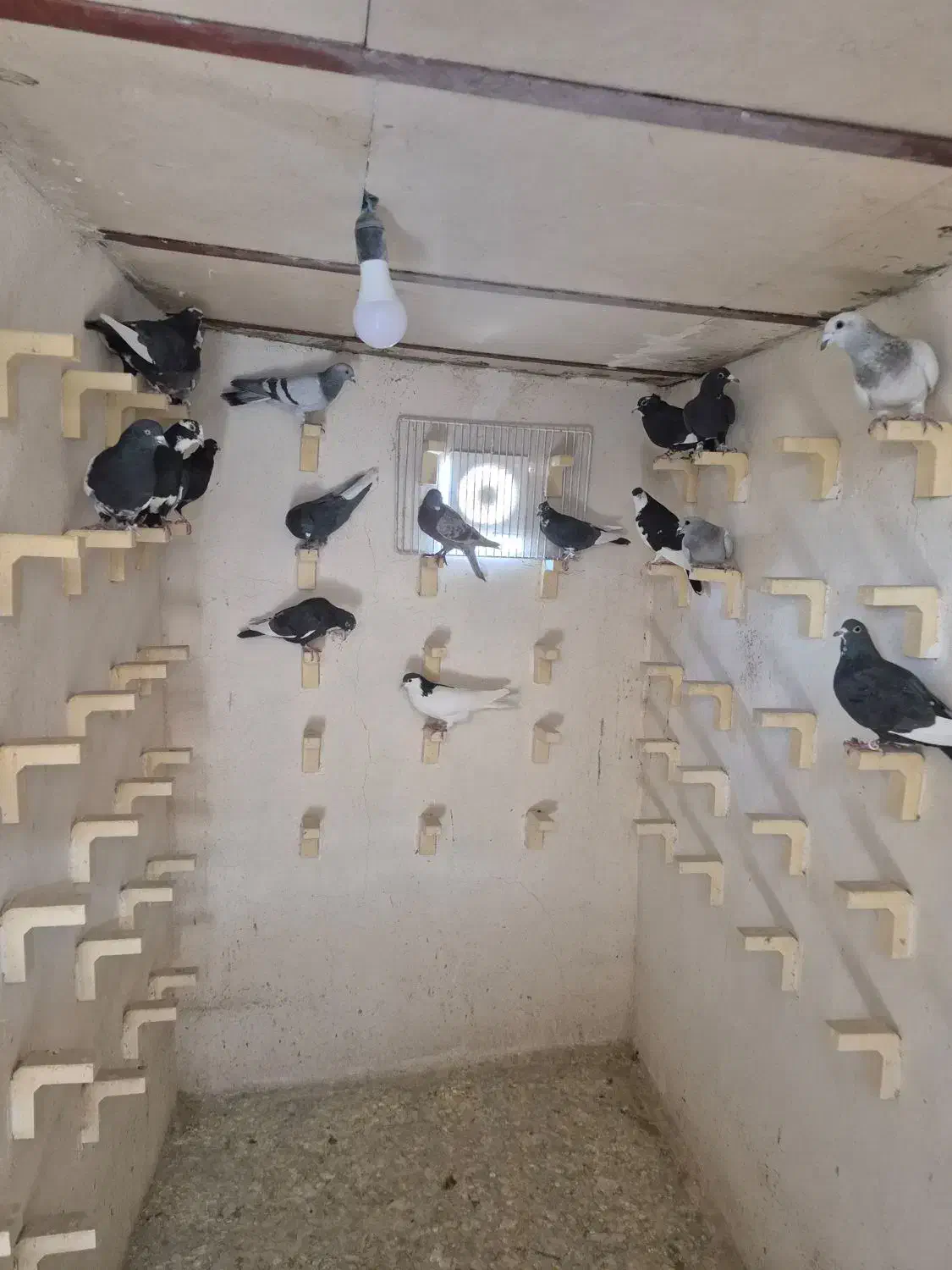 باسلام خدمت شما دوستان عزیز|پرنده|صوفیان, |دیوار