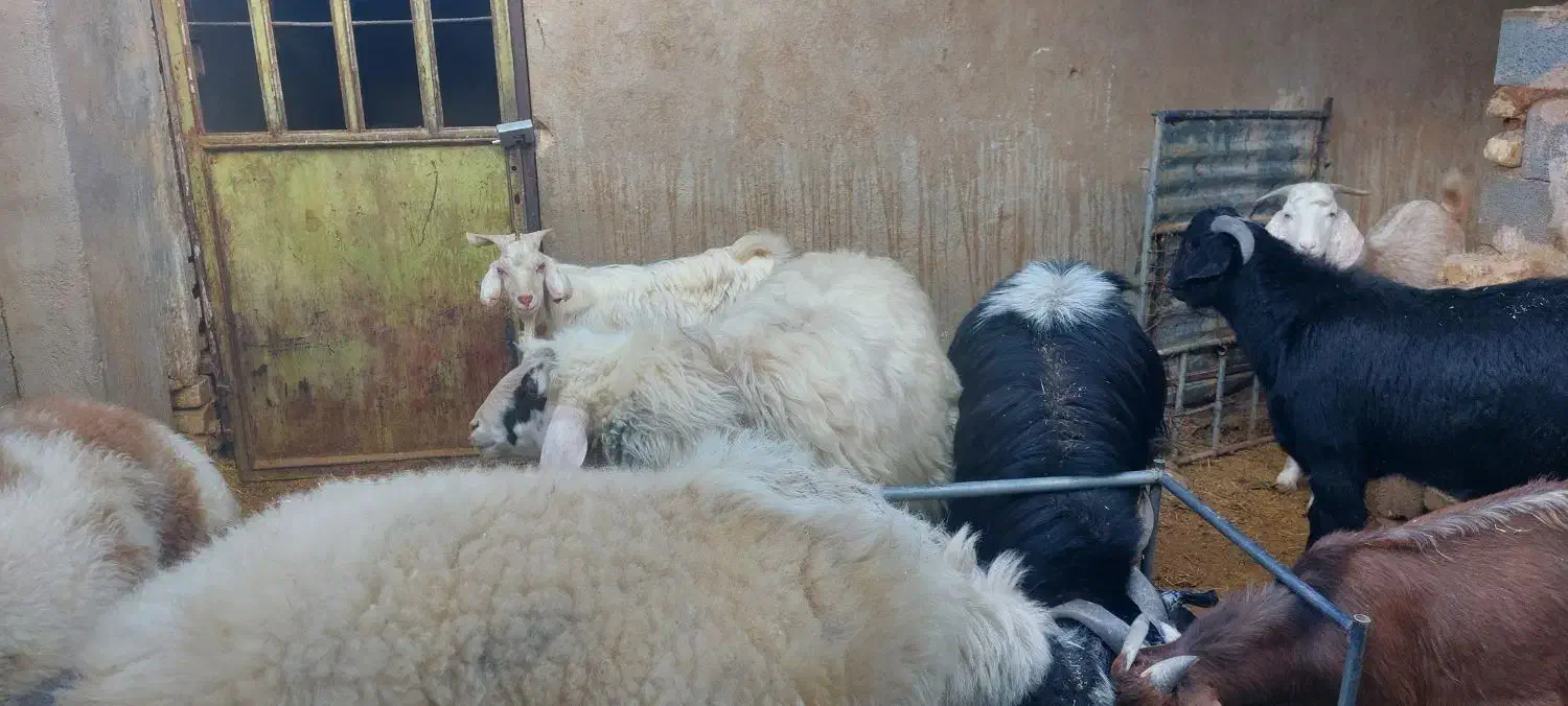 بره نرچاق تخت وکره|حیوانات مزرعه|حمیدیا, |دیوار